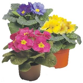 Primula's