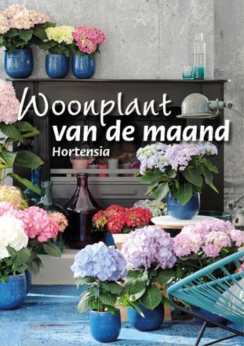 Woonplant van de maand maart: de Hortensia