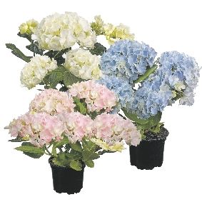 Mini kamerhortensia's