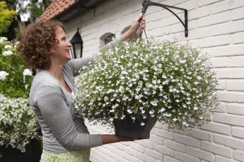 Balkonplant en Terrasplant van het Jaar 2012