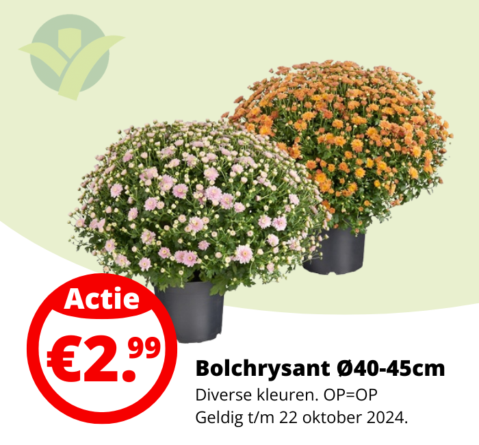 Weekaanbieding: Bol-Chrysant