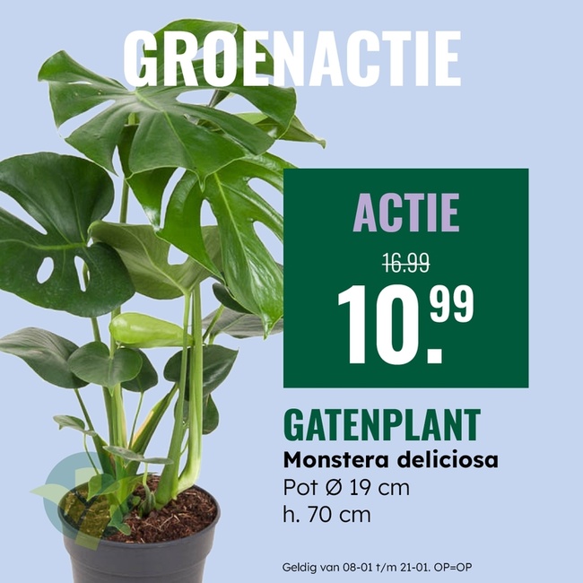 Weekaanbieding: Gatenplant