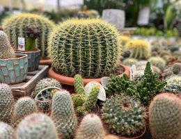 Cactussen en vetplanten